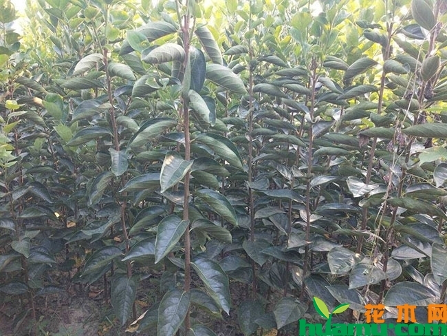 紫柿子树苗多少钱一棵?柿子树苗怎么培育? 紫柿子树苗多少钱一棵?柿子树苗怎么培育?