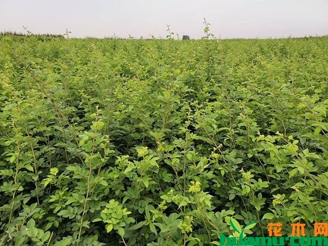紫薇小苗价格多少钱一棵?紫薇小苗种植技术有哪些?