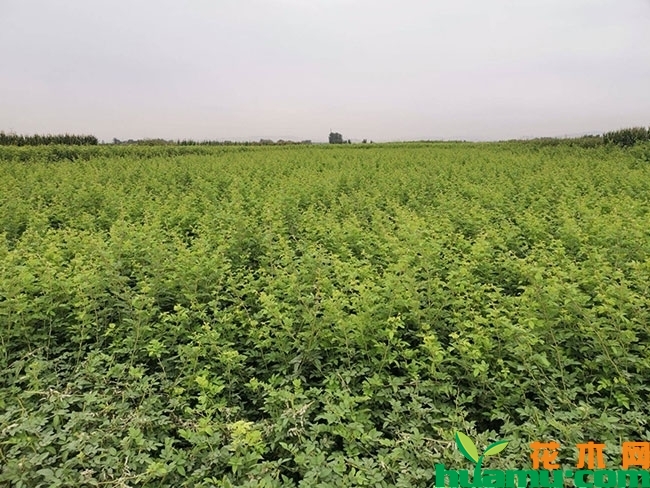 紫薇小苗价格多少钱一棵?紫薇小苗种植技术有哪些? 紫薇小苗价格多少钱一棵?紫薇小苗种植技术有哪些?