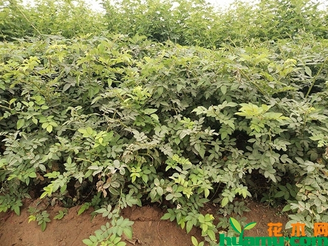 紫薇小苗价格多少钱一棵?紫薇小苗种植技术有哪些? 紫薇小苗价格多少钱一棵?紫薇小苗种植技术有哪些?
