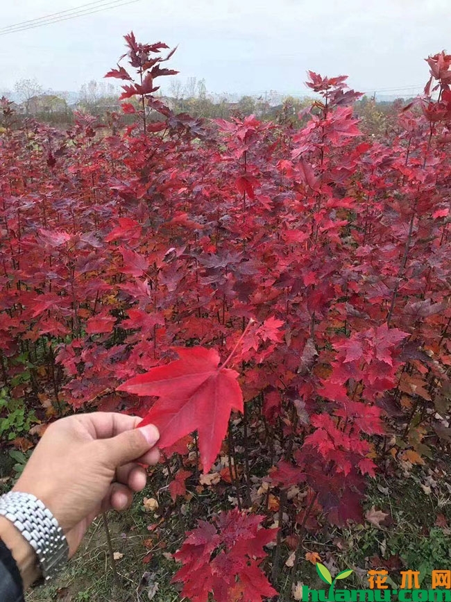 红枫 红枫