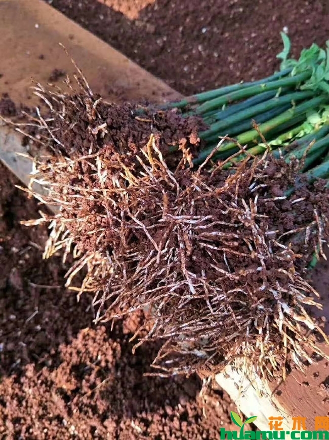 紫薇小苗价格多少钱一棵?紫薇小苗种植技术有哪些? 紫薇小苗价格多少钱一棵?紫薇小苗种植技术有哪些?