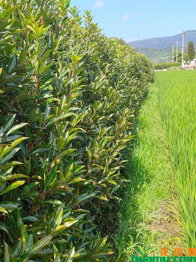 法国冬青小苗价格多少钱一株?法国冬青什么时候移植最合适? 法国冬青小苗价格多少钱一株?法国冬青什么时候移植最合适?