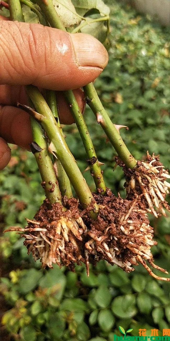 紫薇小苗价格多少钱一棵?紫薇小苗种植技术有哪些? 紫薇小苗价格多少钱一棵?紫薇小苗种植技术有哪些?