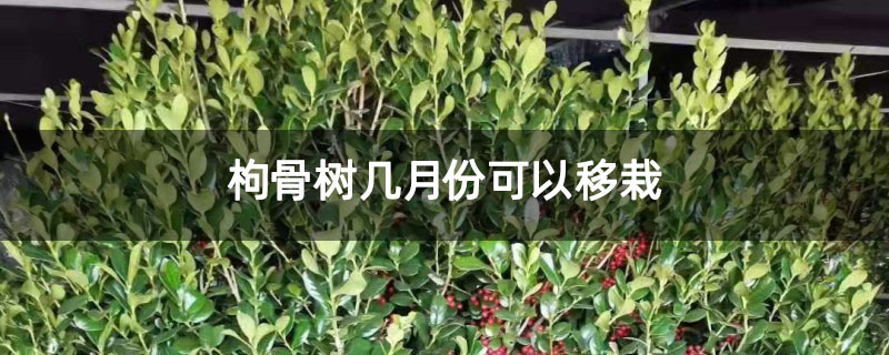 枸骨树几月份可以移栽
