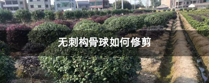 无刺构骨球如何修剪 无刺构骨球如何修剪