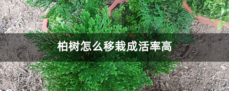 柏树怎么移栽成活率高 柏树怎么移栽成活率高