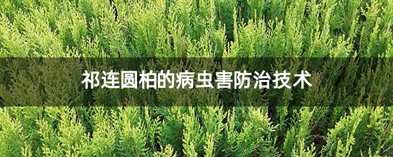 祁连圆柏的病虫害防治技术