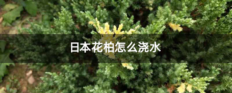 日本花柏怎么浇水