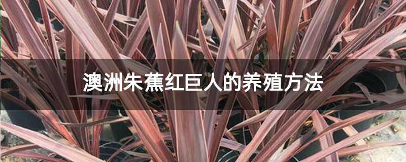 澳洲朱蕉红巨人的养殖方法 澳洲朱蕉红巨人的养殖方法