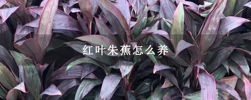 红叶朱蕉怎么养