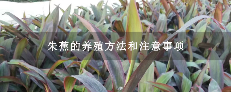 朱蕉的养殖方法和注意事项