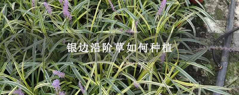 银边沿阶草如何种植