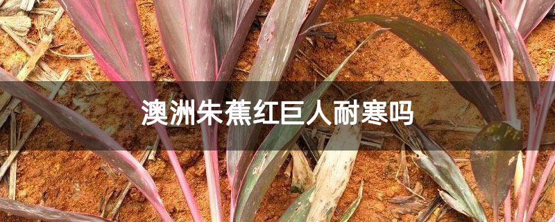 澳洲朱蕉红巨人耐寒吗