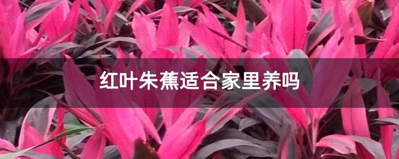 红叶朱蕉适合家里养吗