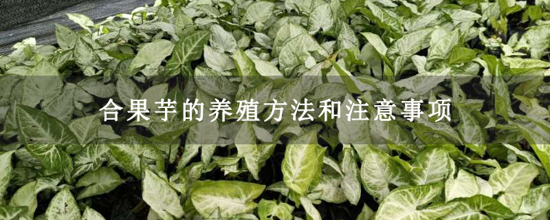合果芋的养殖方法和注意事项