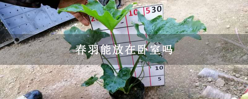 春羽能放在卧室吗