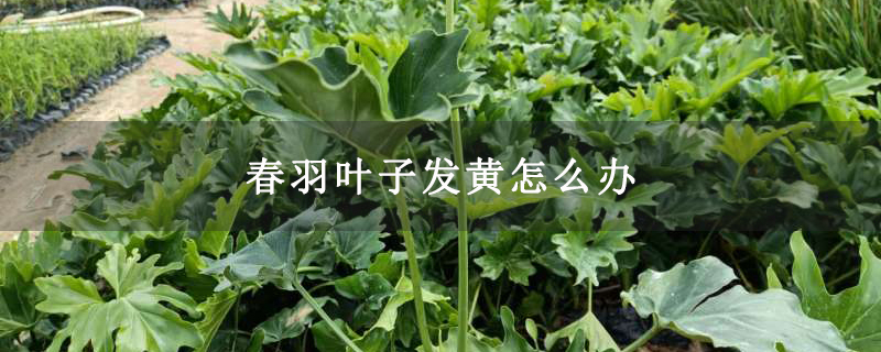 春羽叶子发黄怎么办