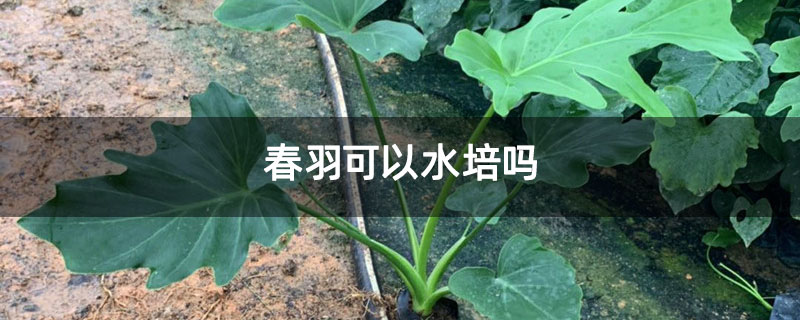 春羽可以水培吗