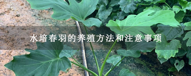 水培春羽的养殖方法和注意事项