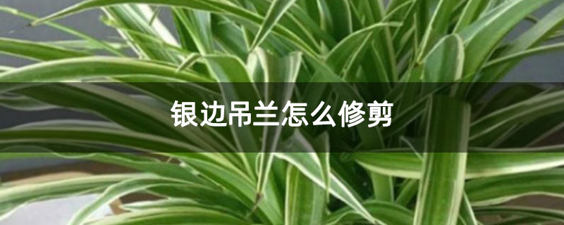 银边吊兰怎么修剪