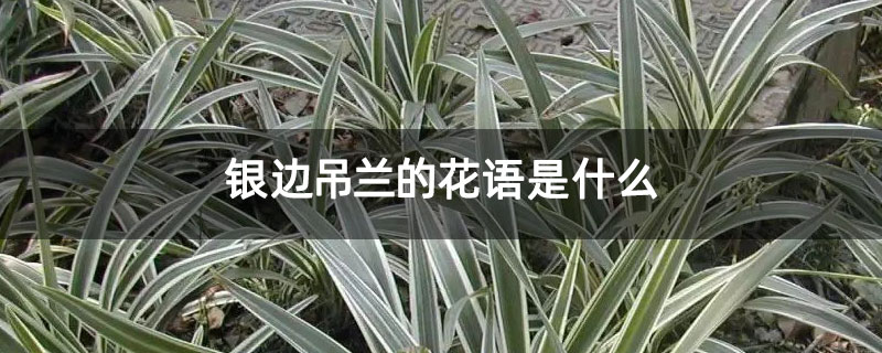 银边吊兰的花语是什么 银边吊兰的花语是什么