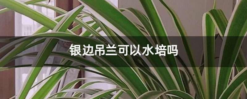 银边吊兰可以水培吗