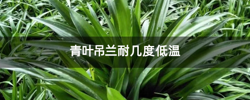 青叶吊兰耐几度低温 青叶吊兰耐几度低温