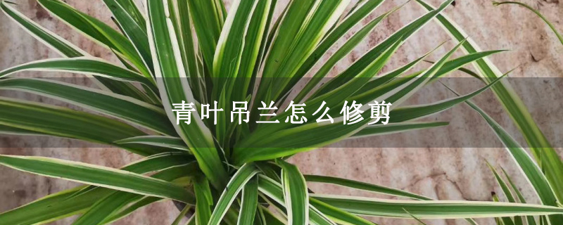 青叶吊兰怎么修剪