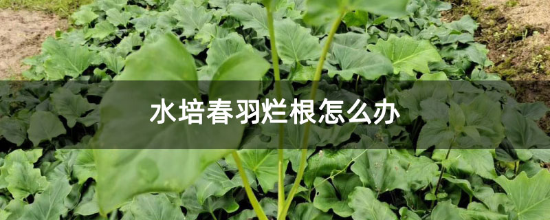 水培春羽烂根怎么办 水培春羽烂根怎么办
