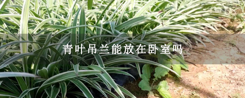 青叶吊兰能放在卧室吗