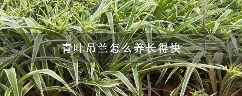 青叶吊兰怎么养长得快