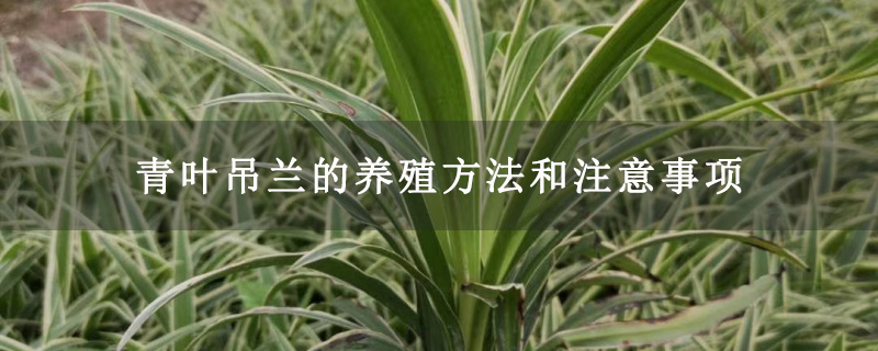 青叶吊兰的养殖方法和注意事项
