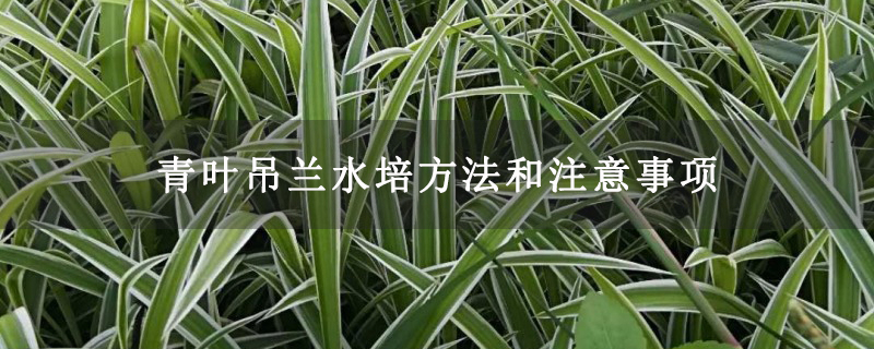 青叶吊兰水培方法和注意事项