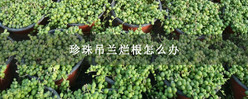 珍珠吊兰烂根怎么办