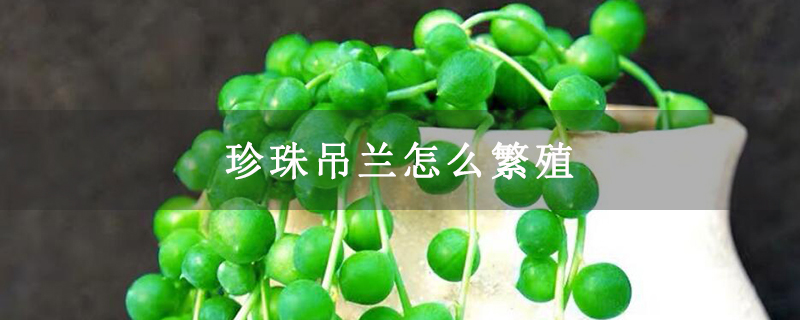 珍珠吊兰怎么繁殖