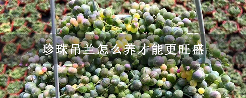 珍珠吊兰怎么养才能更旺盛