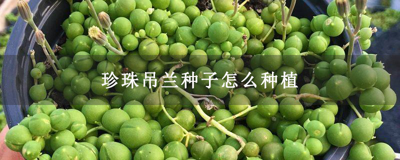 珍珠吊兰种子怎么种植