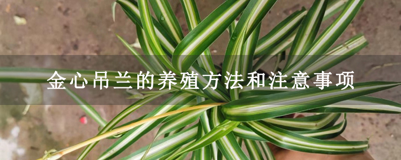 金心吊兰的养殖方法和注意事项