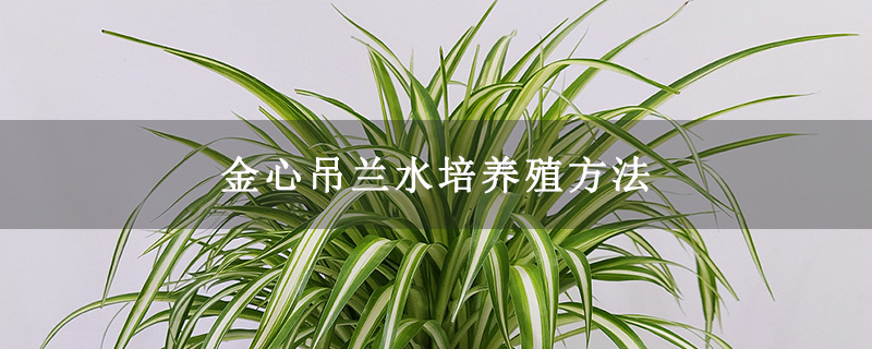 金心吊兰水培养殖方法