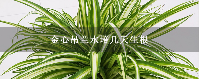 金心吊兰水培几天生根