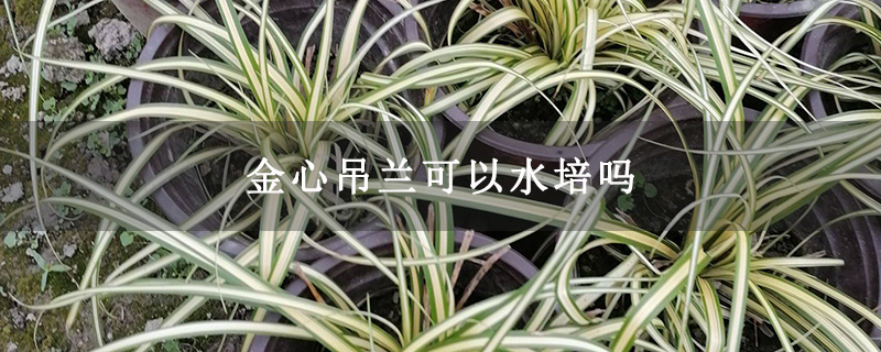 金心吊兰可以水培吗
