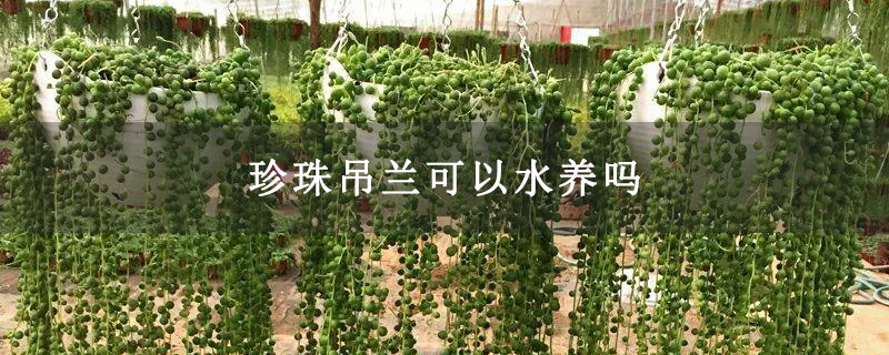 珍珠吊兰可以水养吗