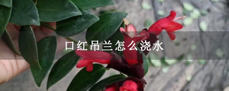 口红吊兰怎么浇水