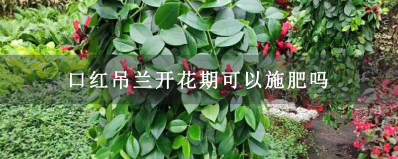 口红吊兰开花期可以施肥吗
