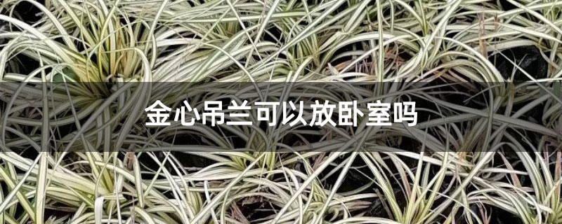 金心吊兰可以放卧室吗