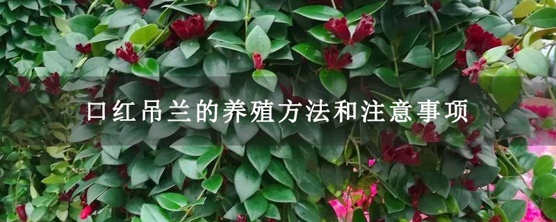 口红吊兰的养殖方法和注意事项