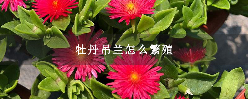 牡丹吊兰怎么繁殖