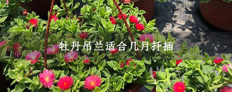 牡丹吊兰适合几月扦插