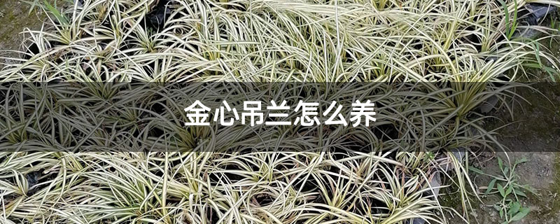 金心吊兰怎么养